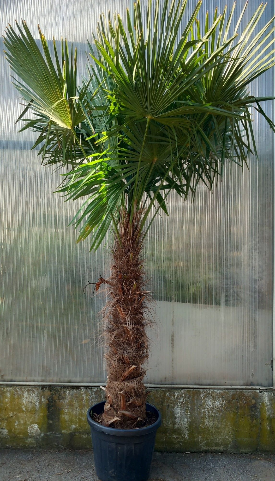trachycarpus fortunei, D 45