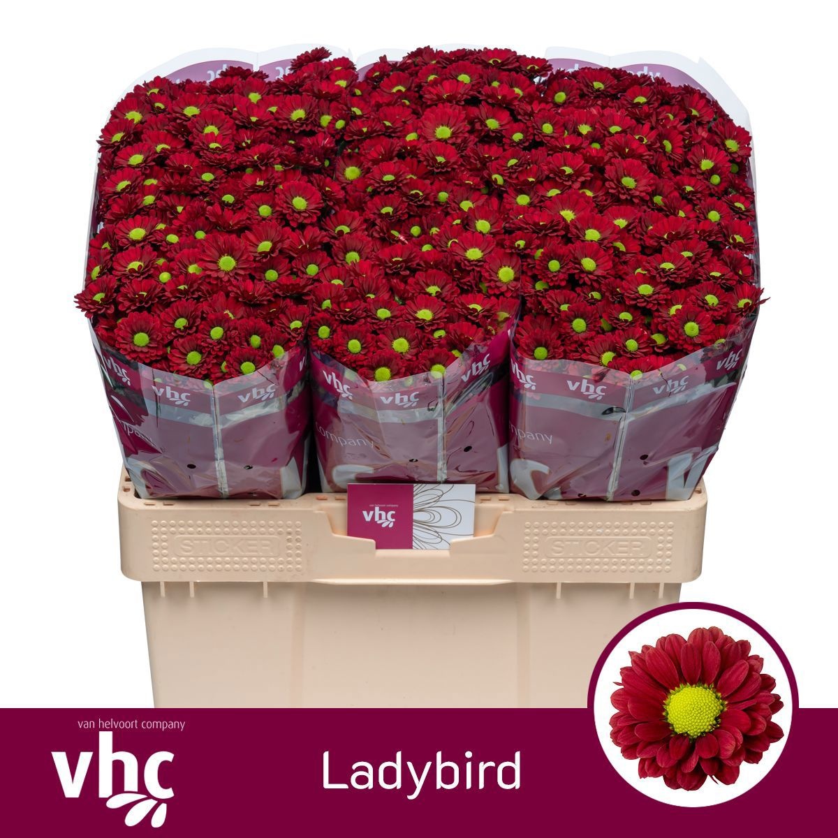 Сантини Ледиберд (бордо), шт.