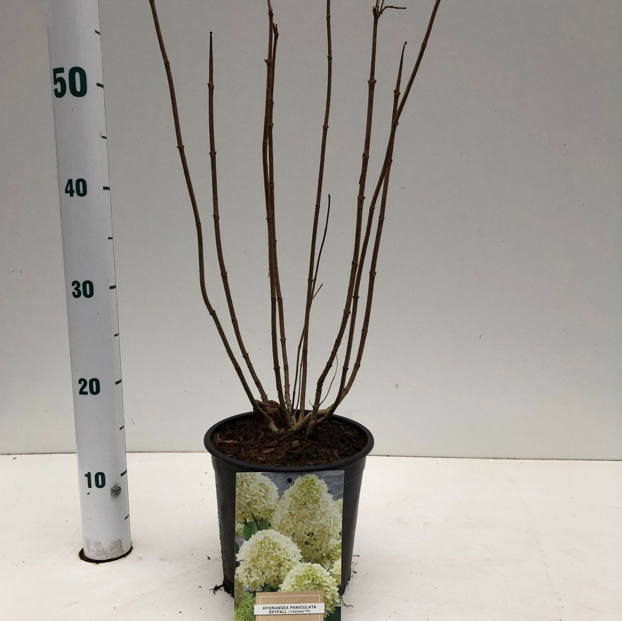 Hydrangea pan. Skyfall ('Frenne'PBR), D 17