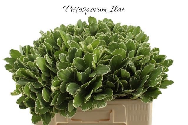 Питтоспорум Илан 50 (зелено-бел.), шт.