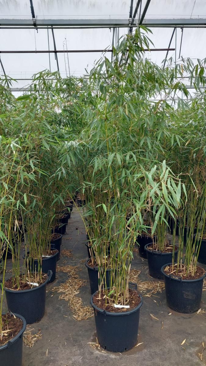 Fargesia robusta 'Pingwu', D 36