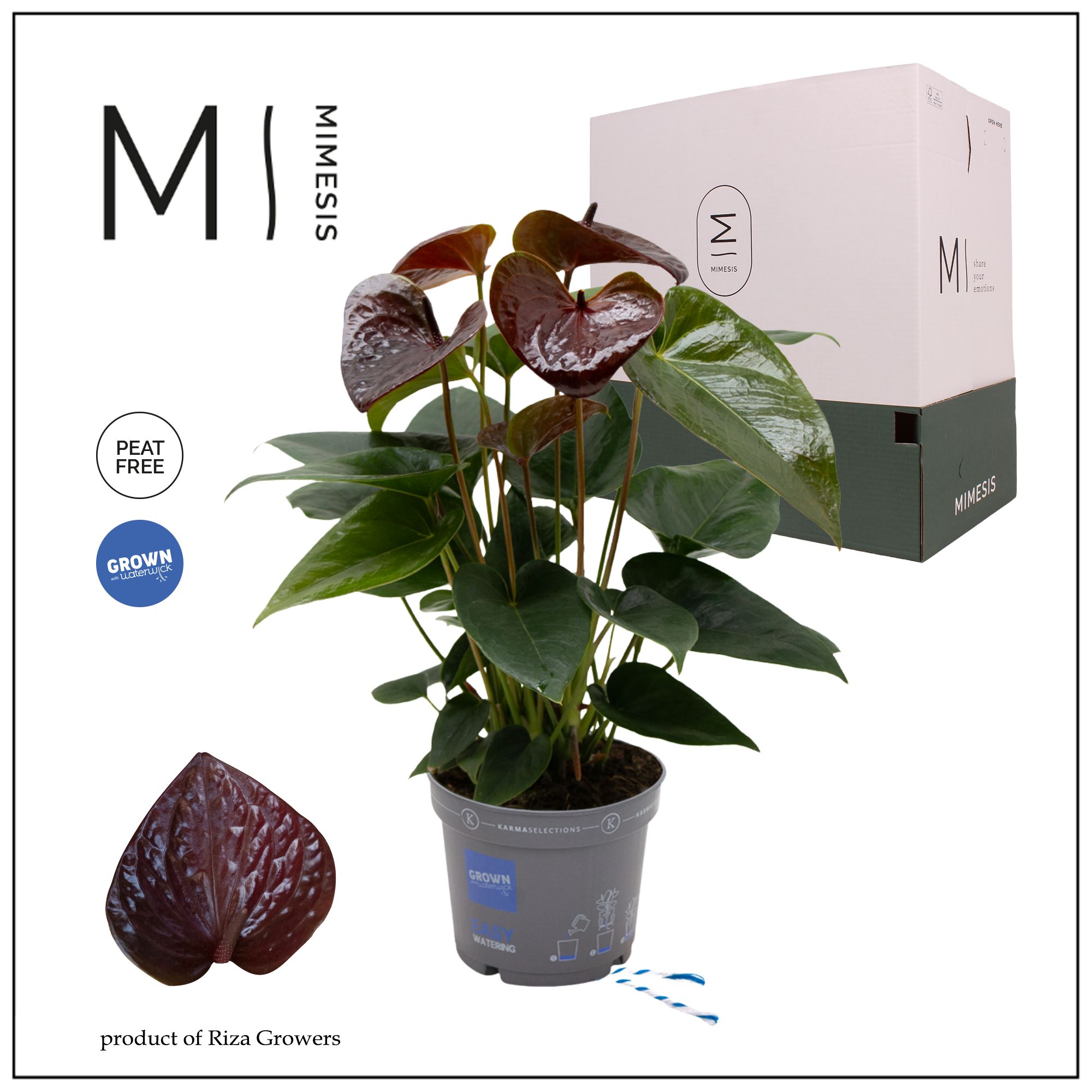 Mimesis Anthurium KARMA Essencia - 12cm, D 12