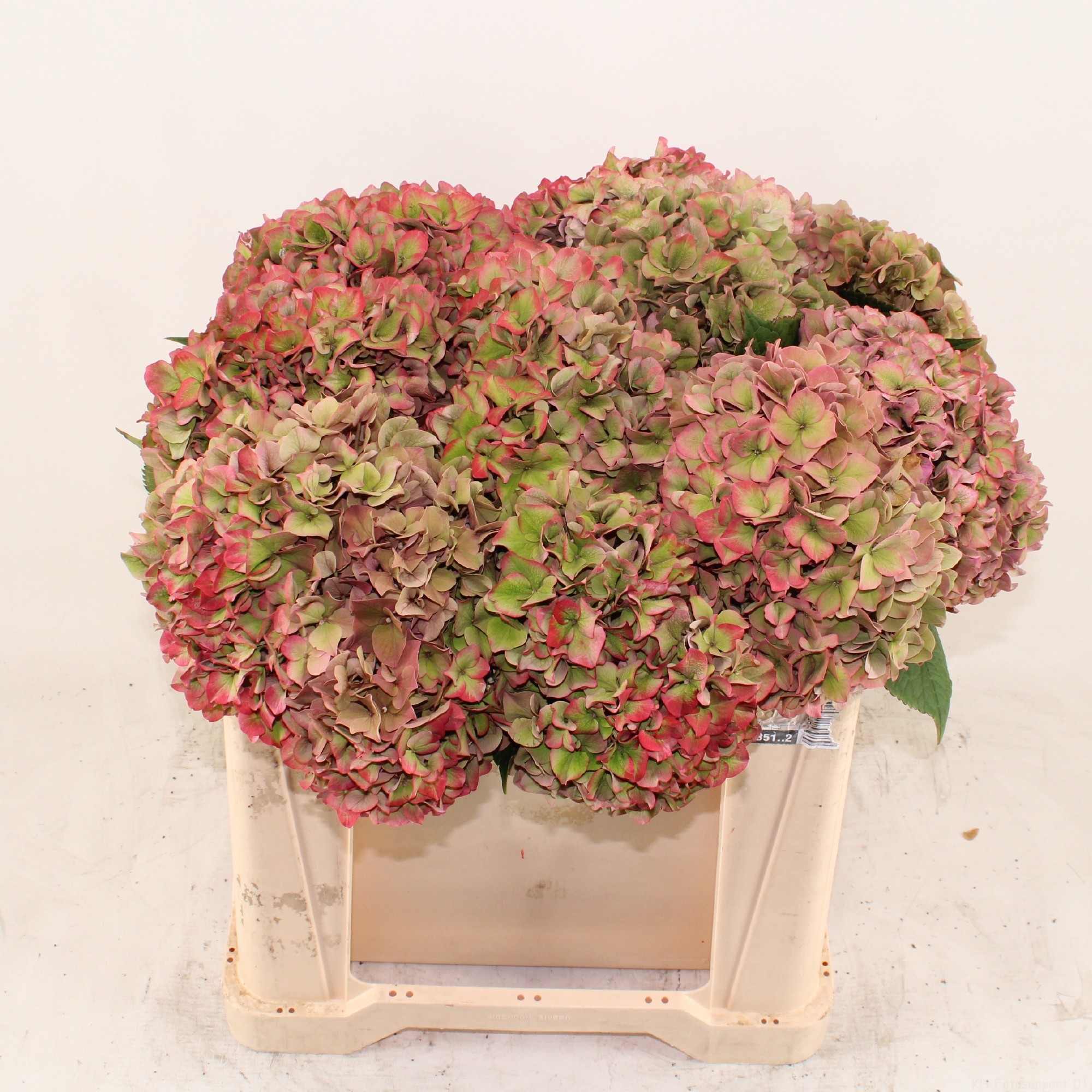 Гортензия Родео Классик 50, шт.