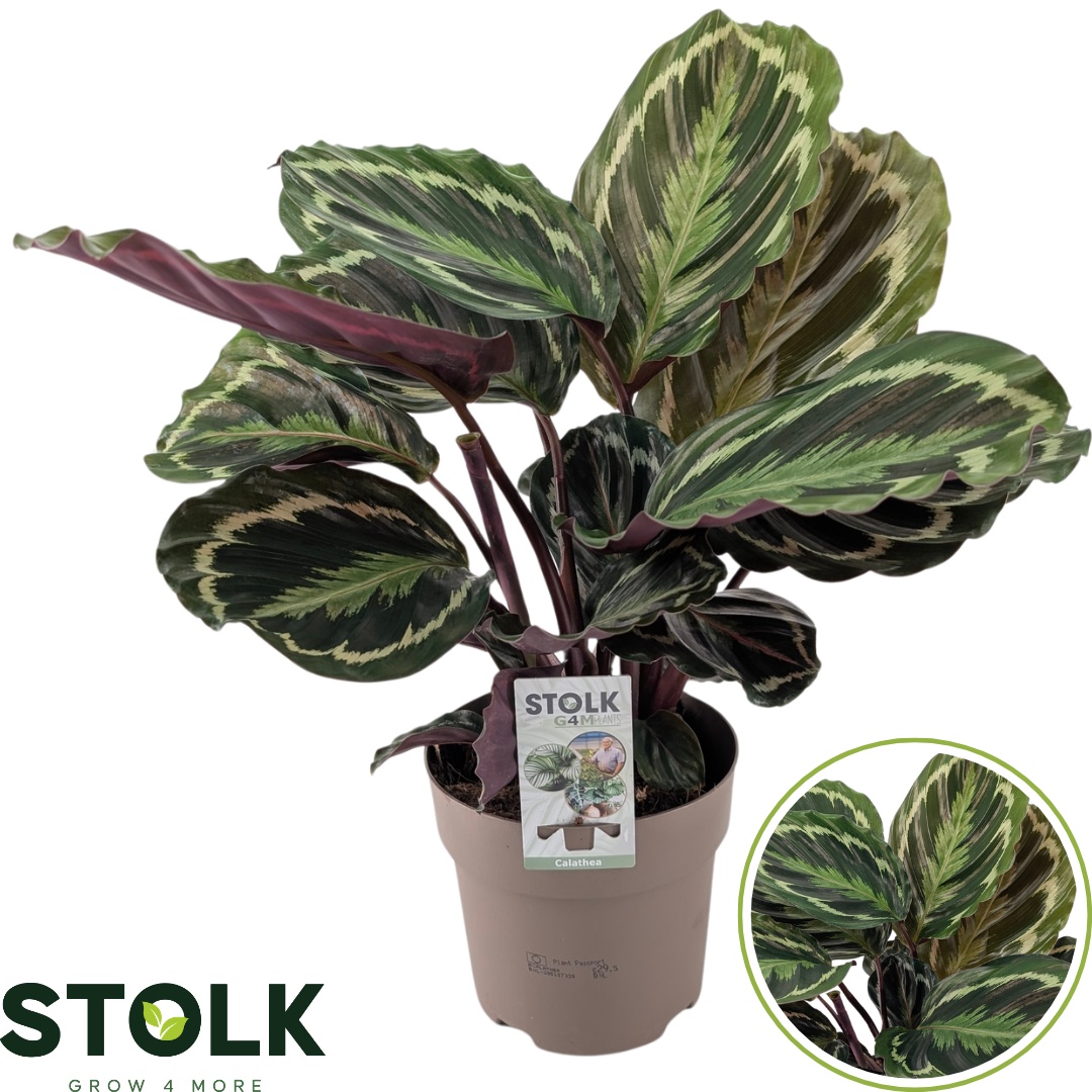 Calathea 17cm 'Medallion', D 17