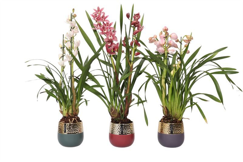 Stoneware p12 Rhonda mix Cymbidium mix 3T15+, D 12