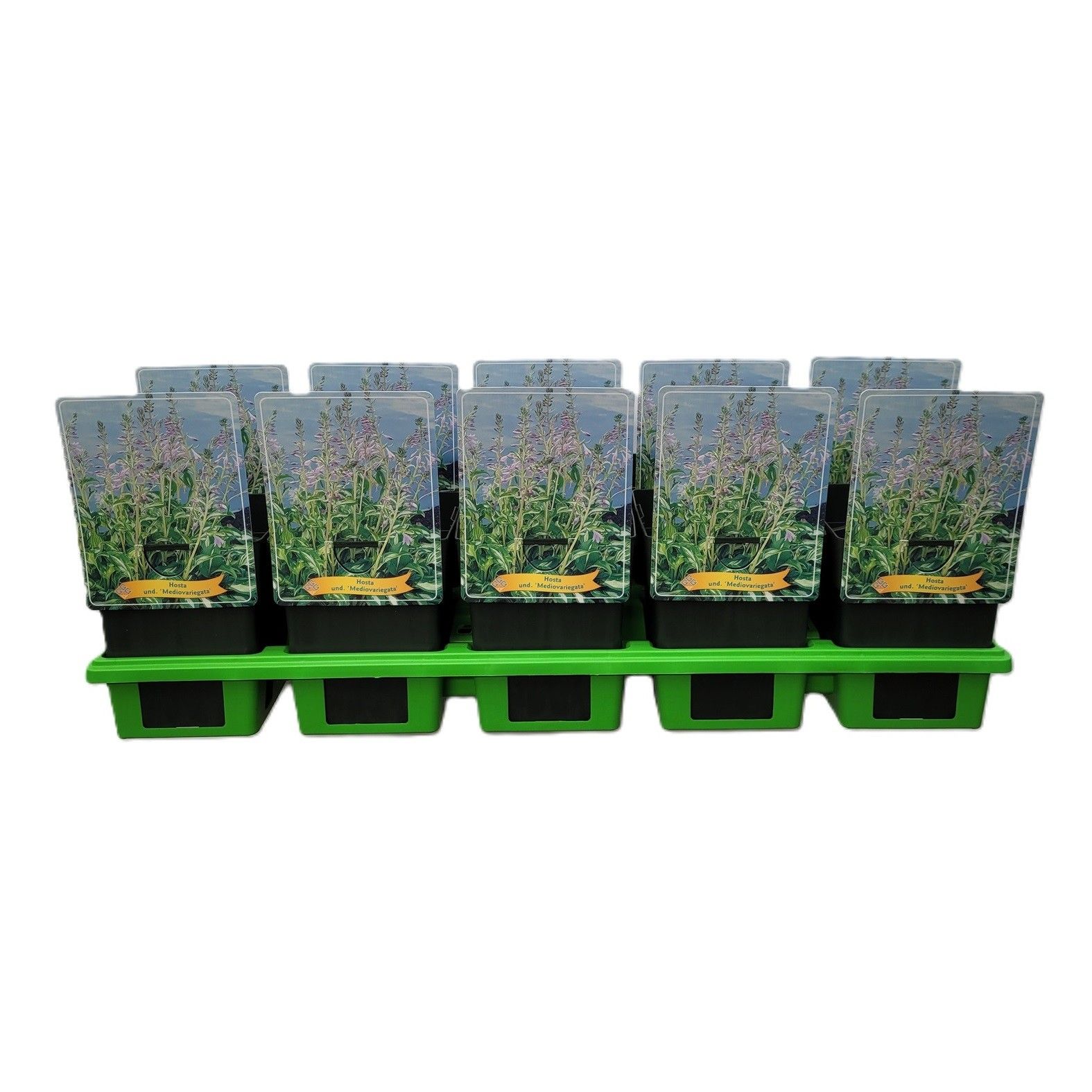 Hosta x undulata 'Mediovariegata' P11, D 11 cm