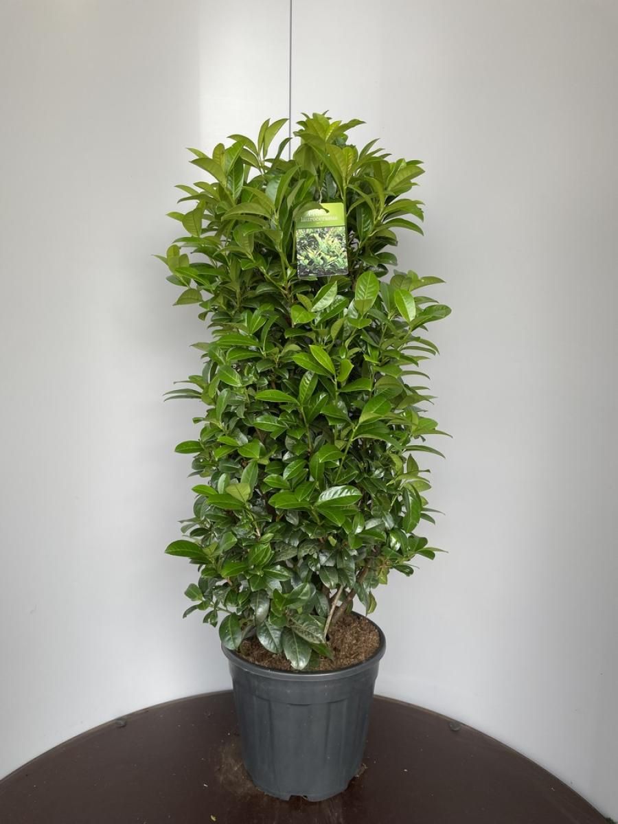 Prunus l. 'Ani', D 32