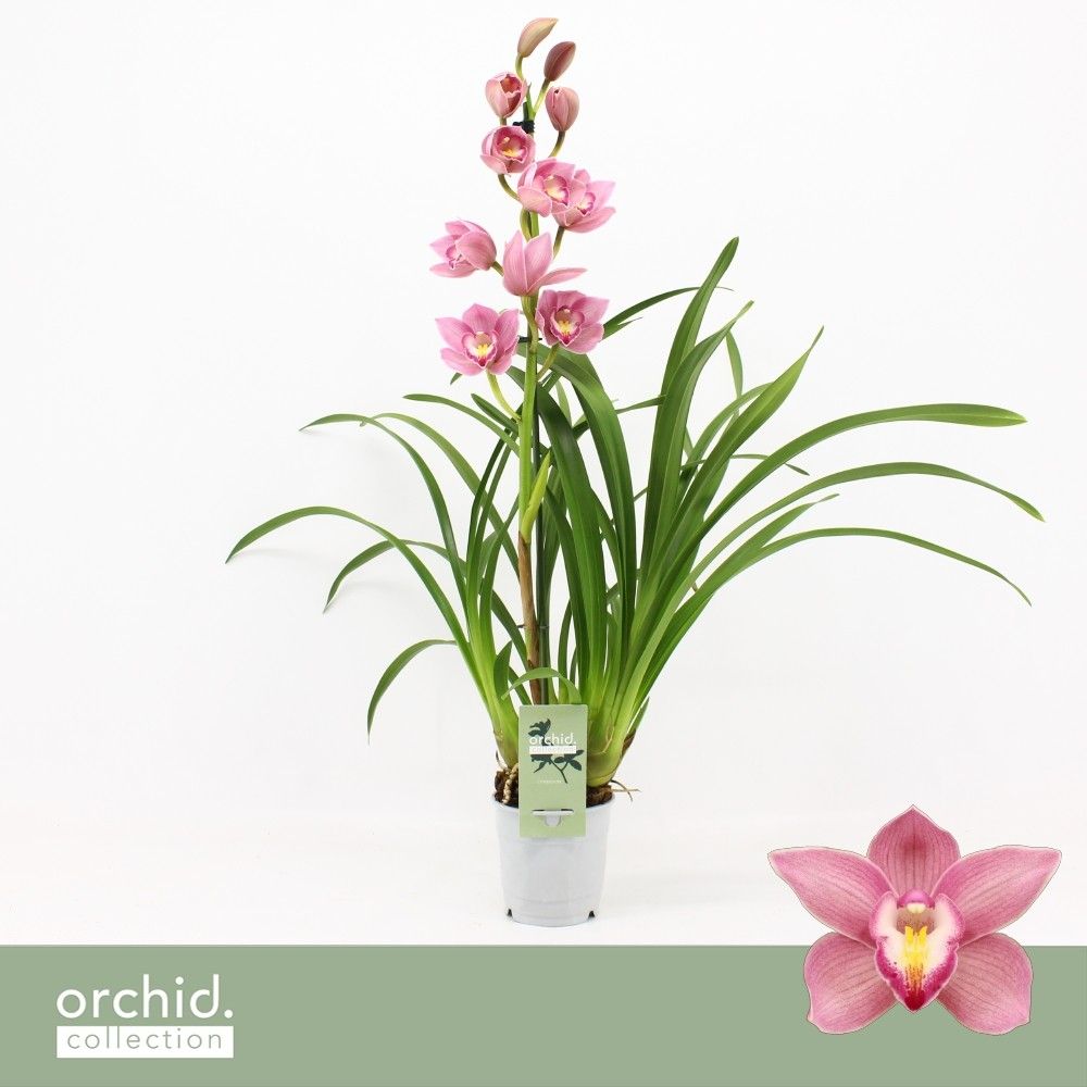 Cymbidium, Maria 1-spike 'Orchid Collection', D 12