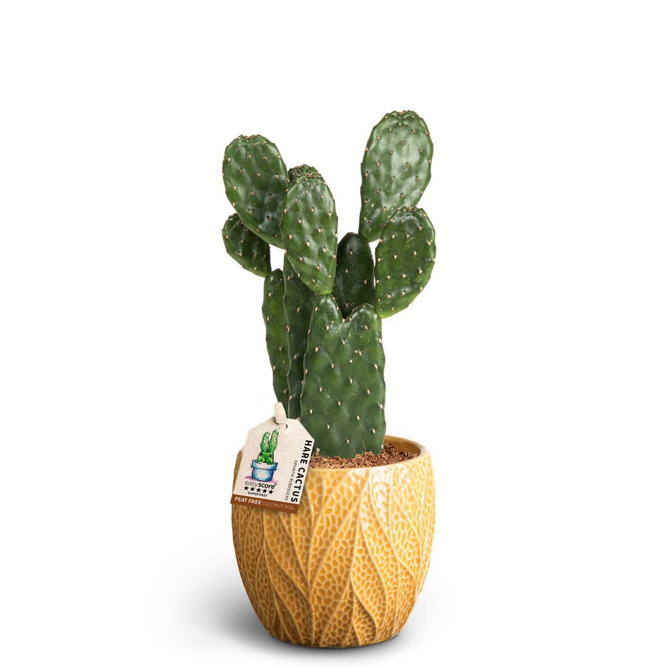 OPUNTIA RUBESCENS 40965034 Leaf T, D 10 cm