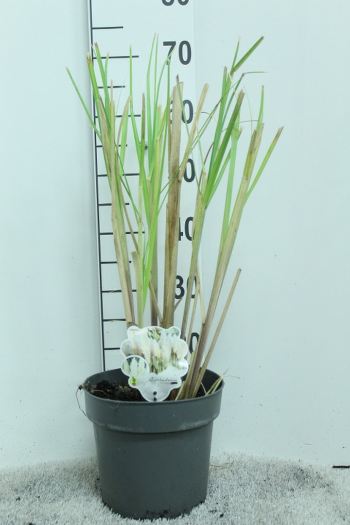 Cortaderia selloana P23, D 23