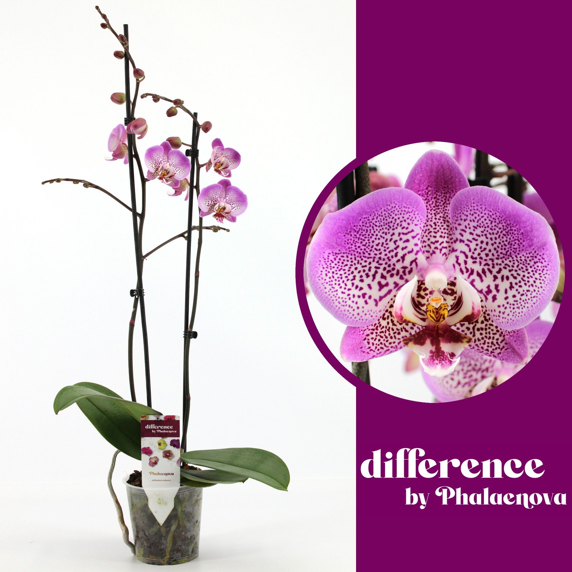 Jillion 2-tak 60cm (GROEN), D 12