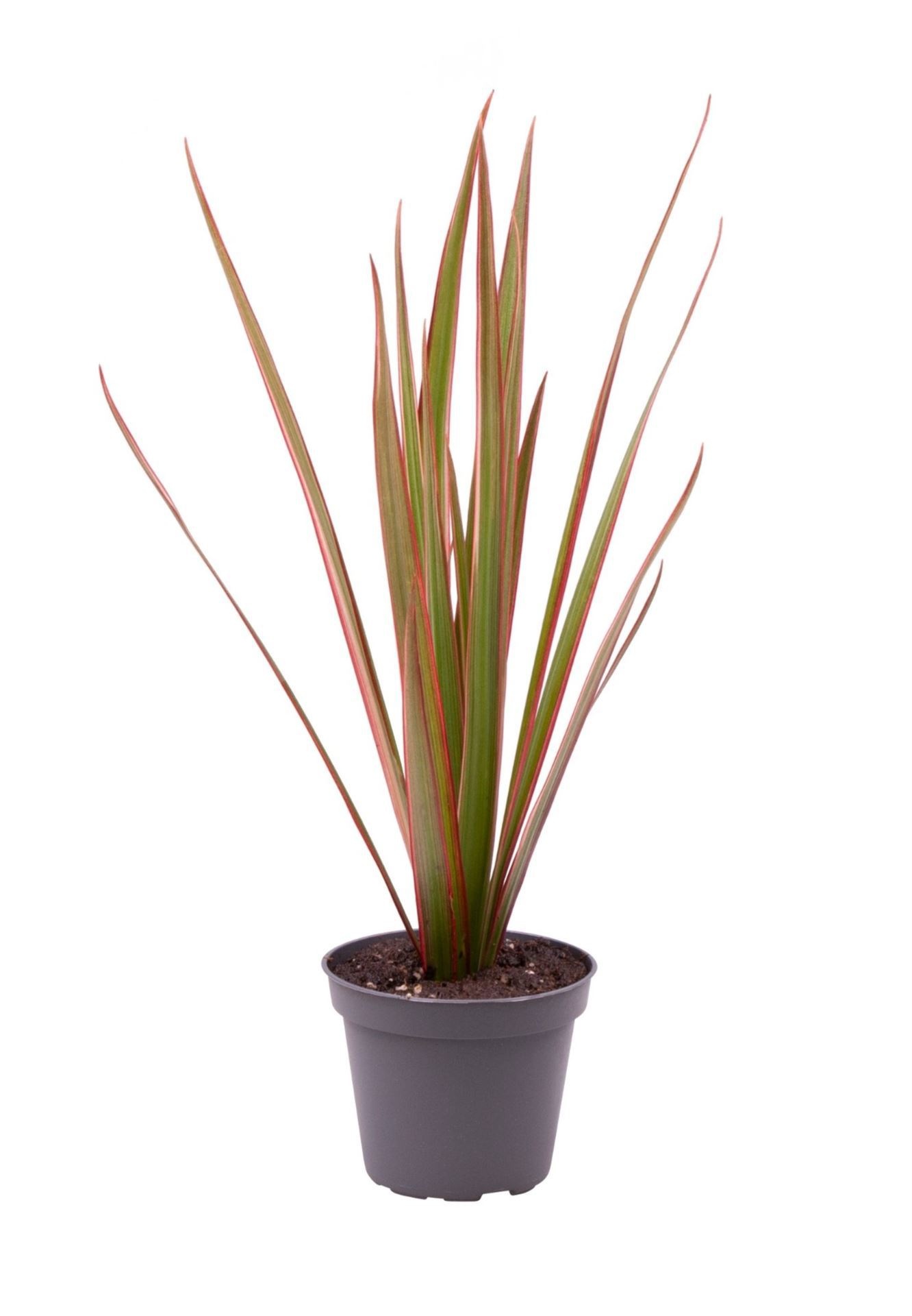 Dracaena Bicolor Top, D 6