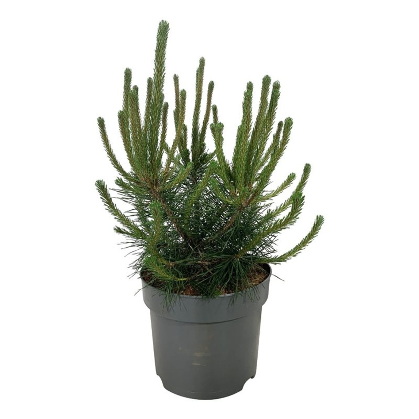 Pinus mugo uncinata, D 26