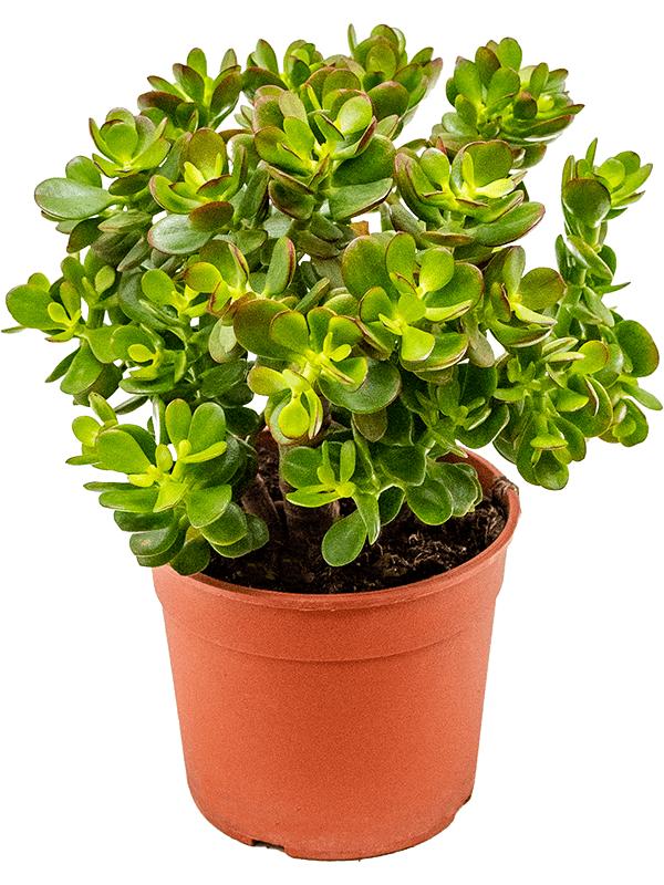 Crassula ovata 'Minor', D 17