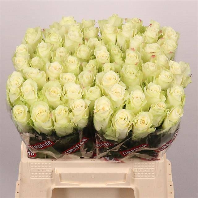 Роза од. Атена 40, шт.