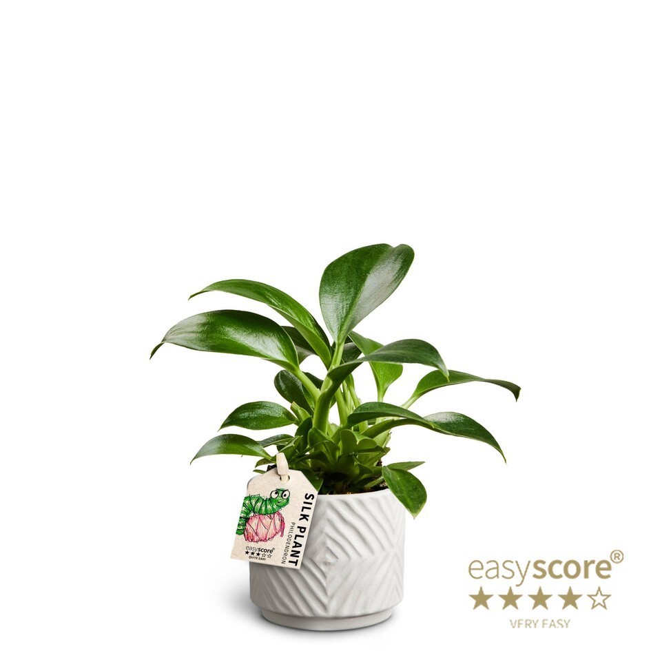 PHILODENDRON ERUBESCENS 'GREEN PRINCESS' 40625025 Dune, D 7