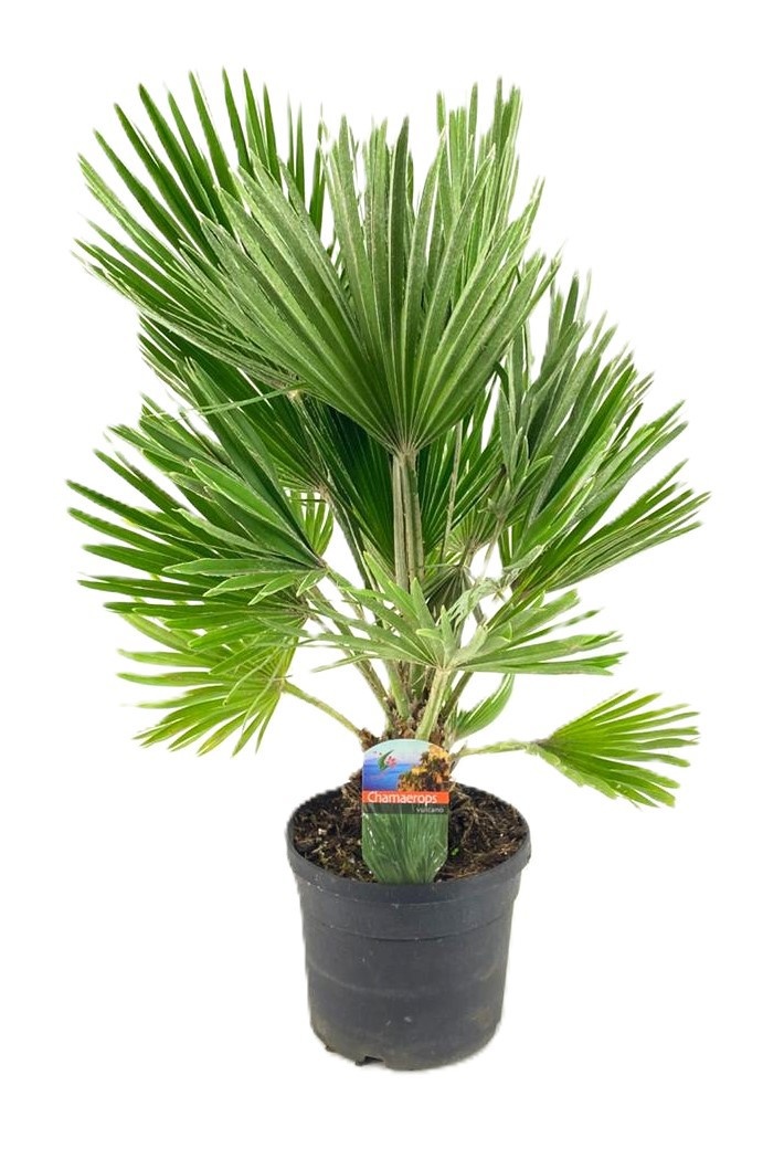 Chamaerops vulcano, D 19