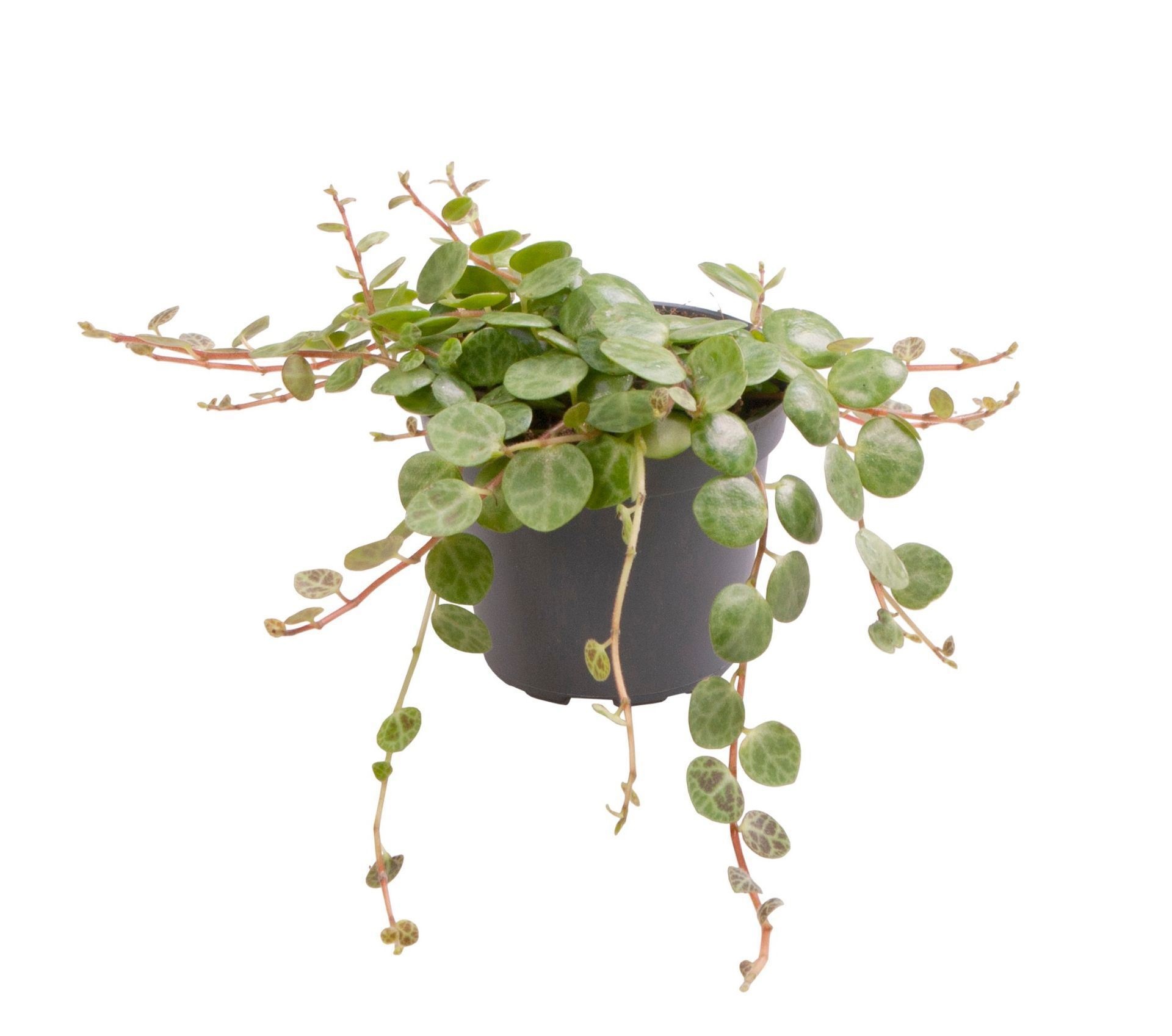 Peperomia Prostrata, D 6