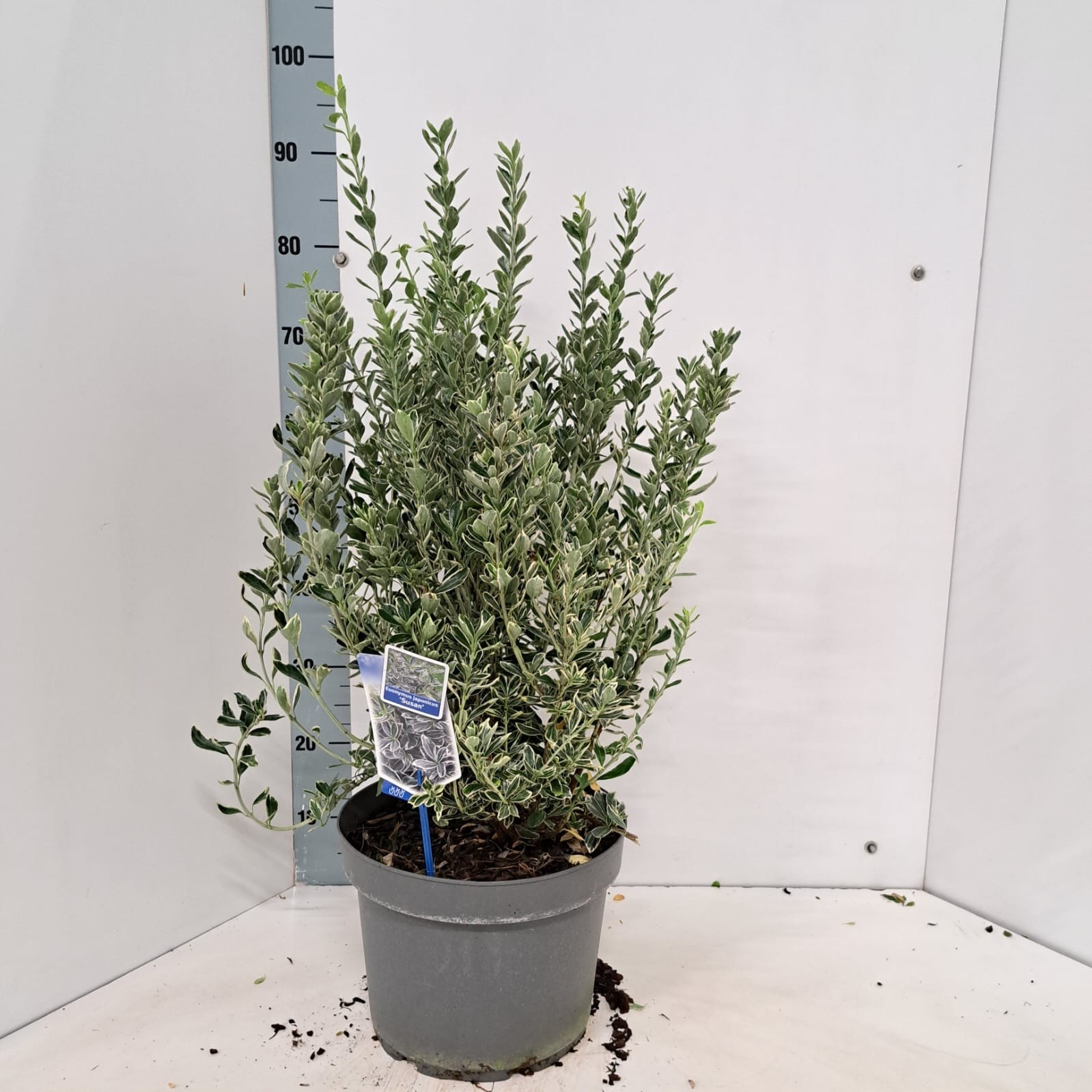 Euonymus jap. 'Susan', D 29