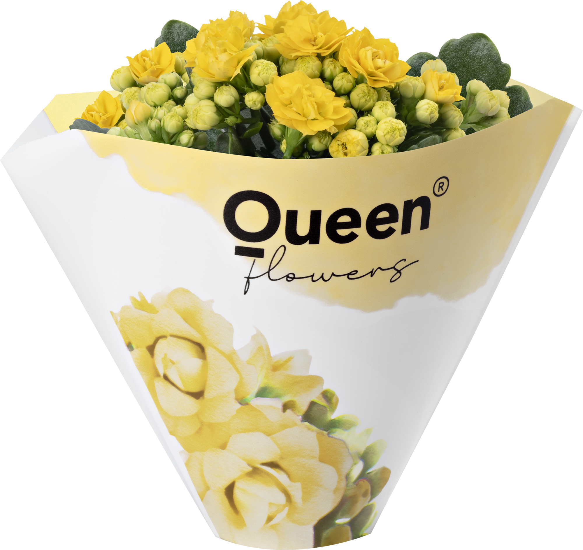 KALANCHOE ARTS-HYBRID 'YELLOW ROSE FLOWER', D 6 cm