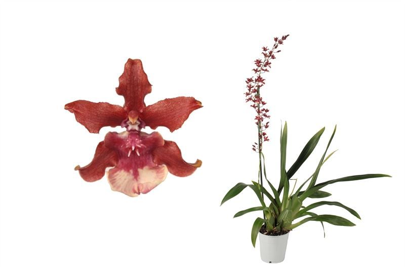 Oncidium p12 Sharry Baby 1T, D 12