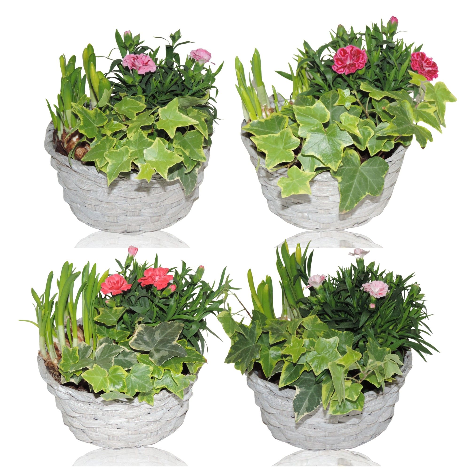 Jakarta Early Spring Specials Arrangement Narcis in mand 19 cm, D 19