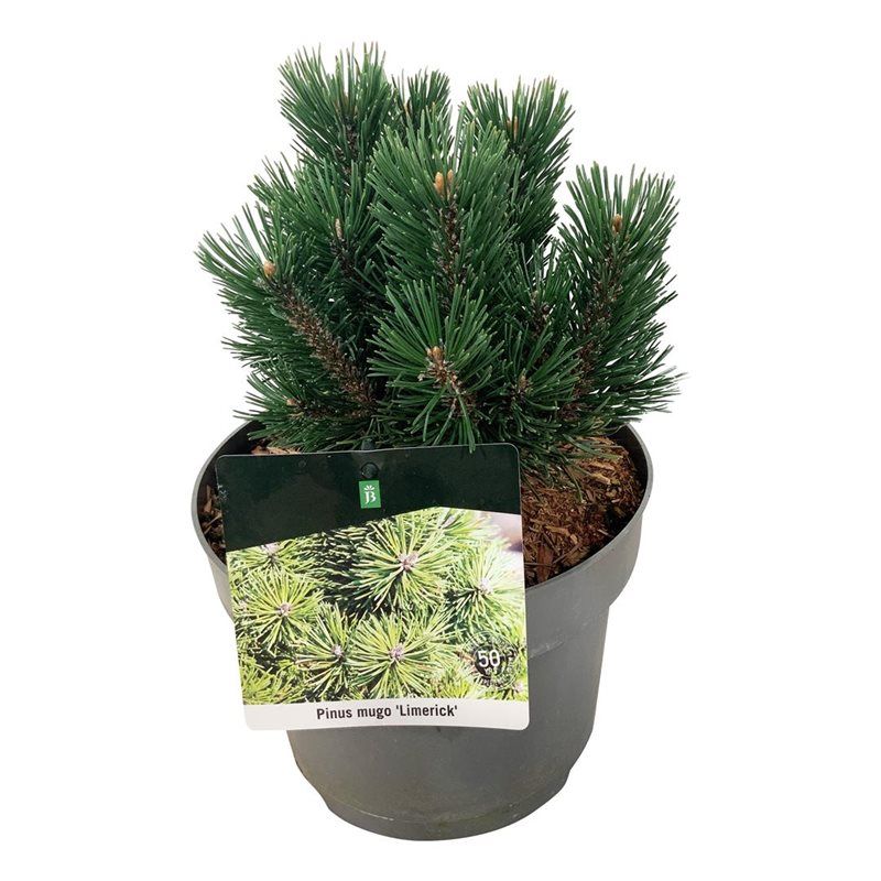 Pinus mugo 'Limerick', D 21