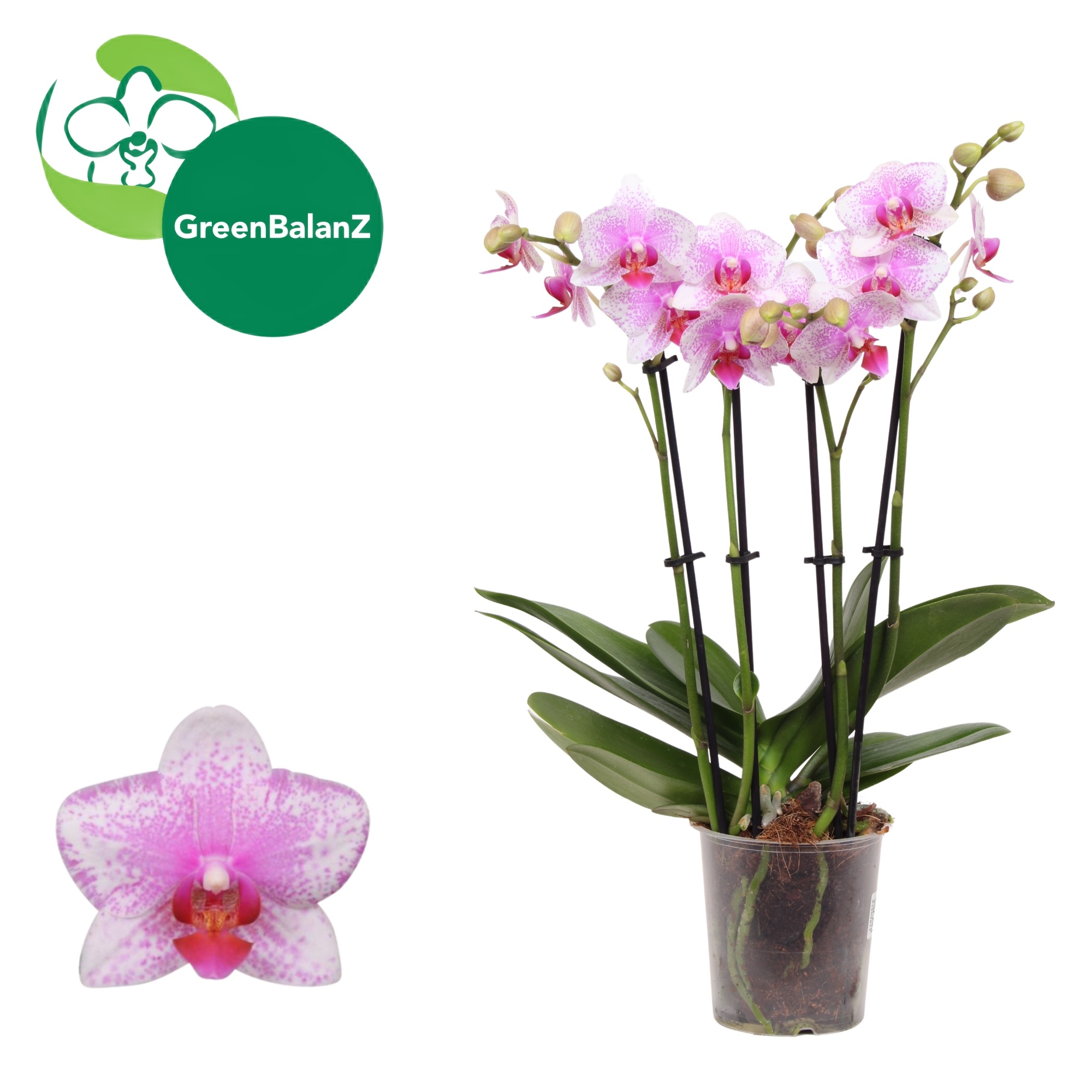 DesignZ - Rotterdam 4 tak, D 12