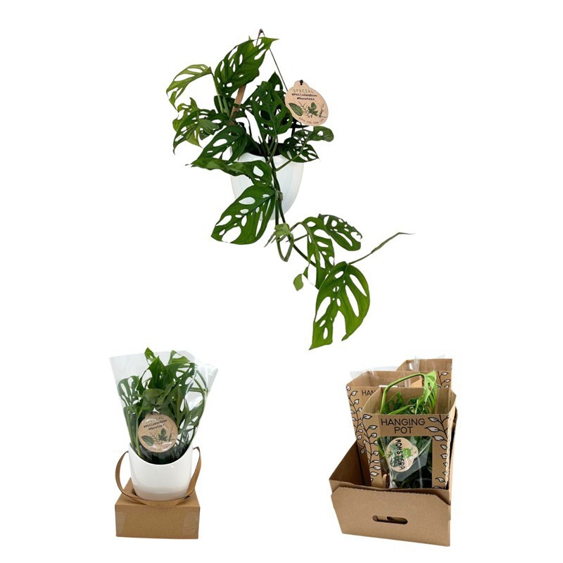 MONSTERA OBLIQUA 'Adansonii', D 12