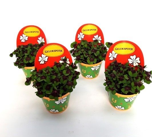 Oxalis deppei Geluk Nederlands, D 9 cm