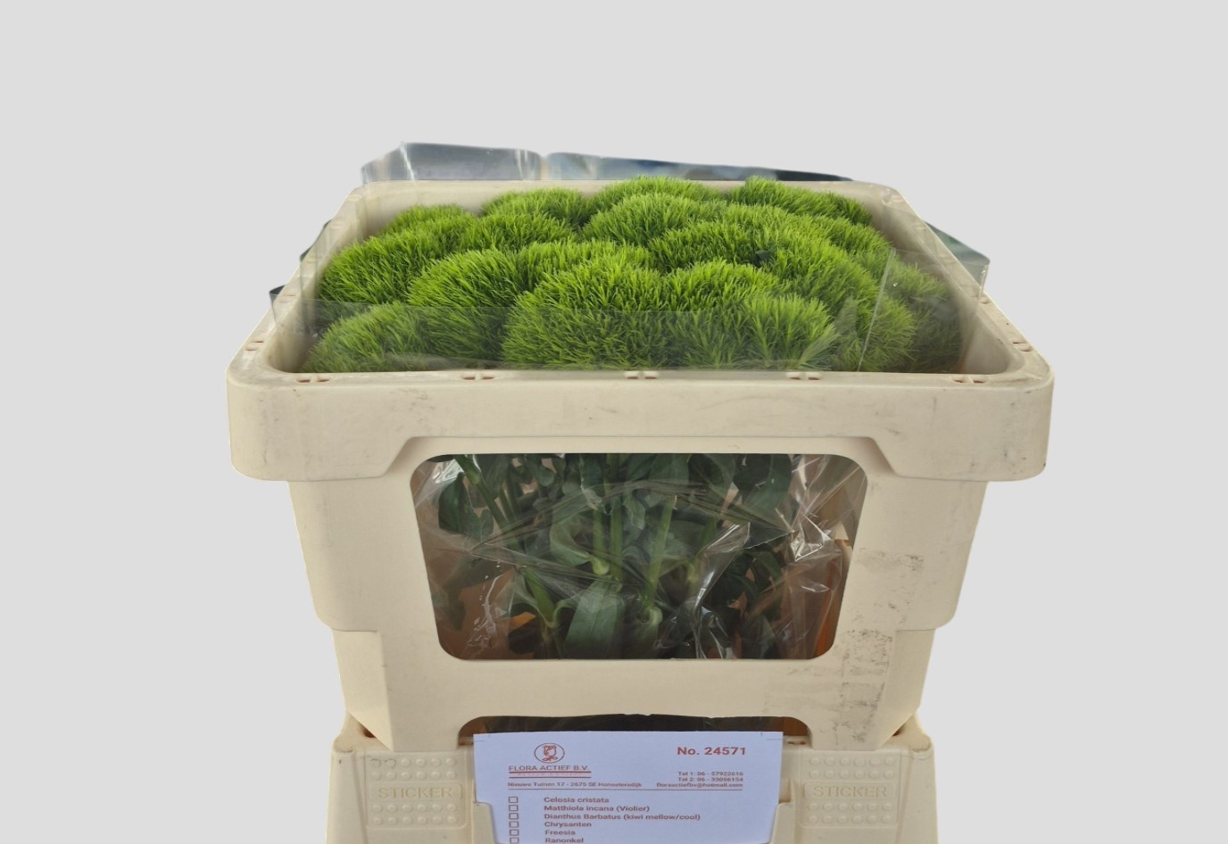 Диантус Барбатус Киви Меллоу 55, шт.