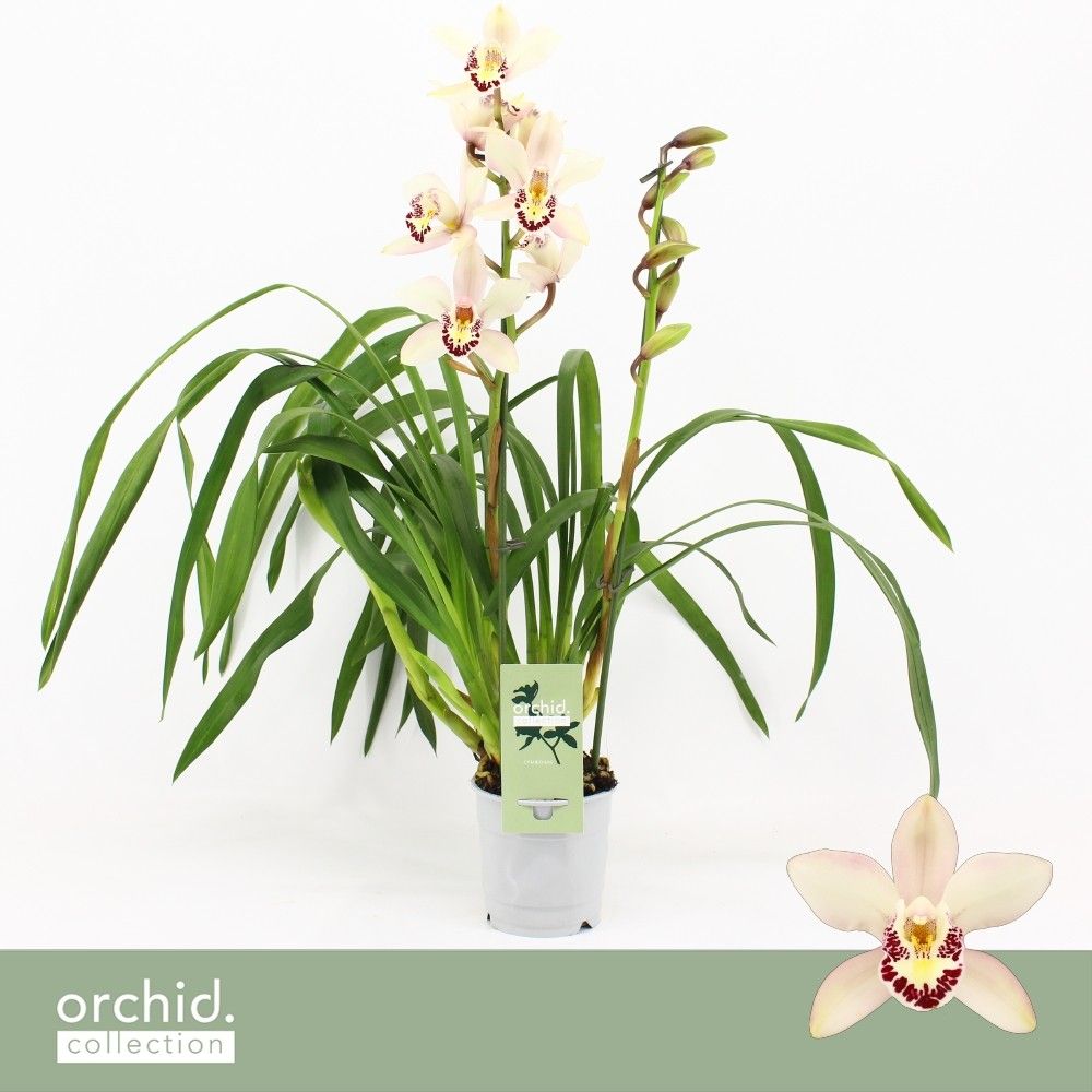 Cymbidium, Little Stef 2-spike 'Orchid Collection', D 12 cm