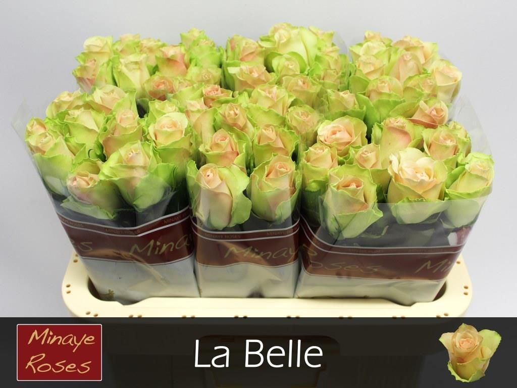 Роза од. Ля Бэль 60, шт.