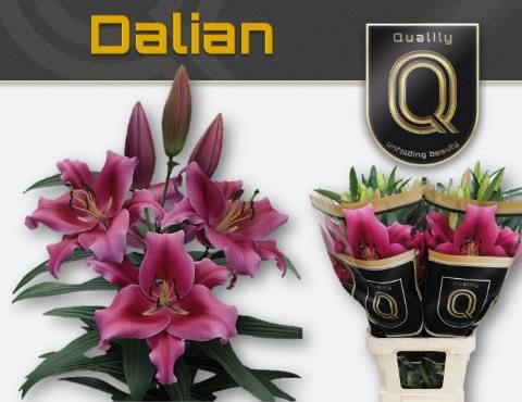 Лилия Далиан 100, шт.