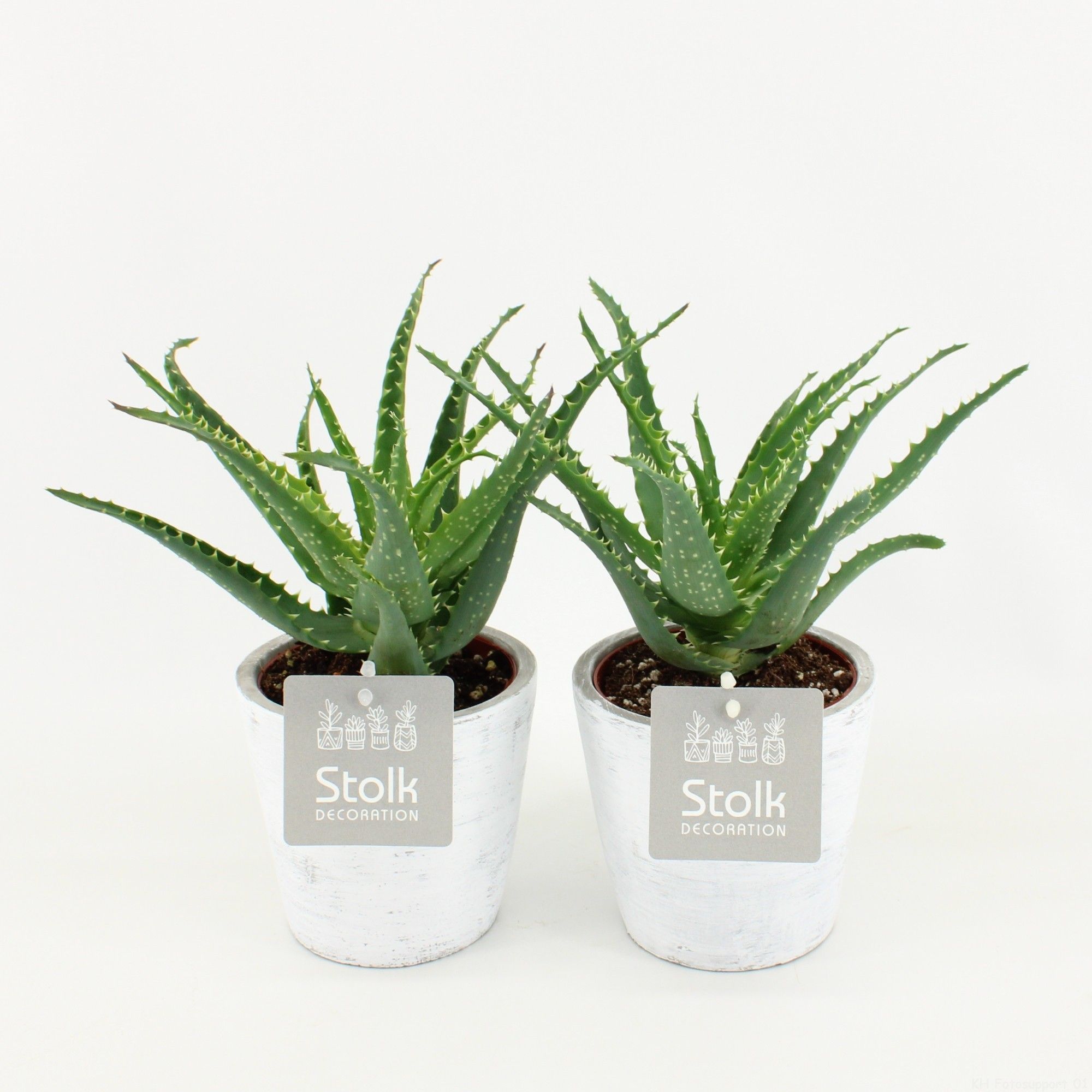 Aloe Arborescens 10,5 in White Wash pot, D 11