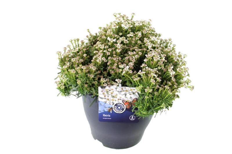 Iberis sempervirens Fischbeck, D 23