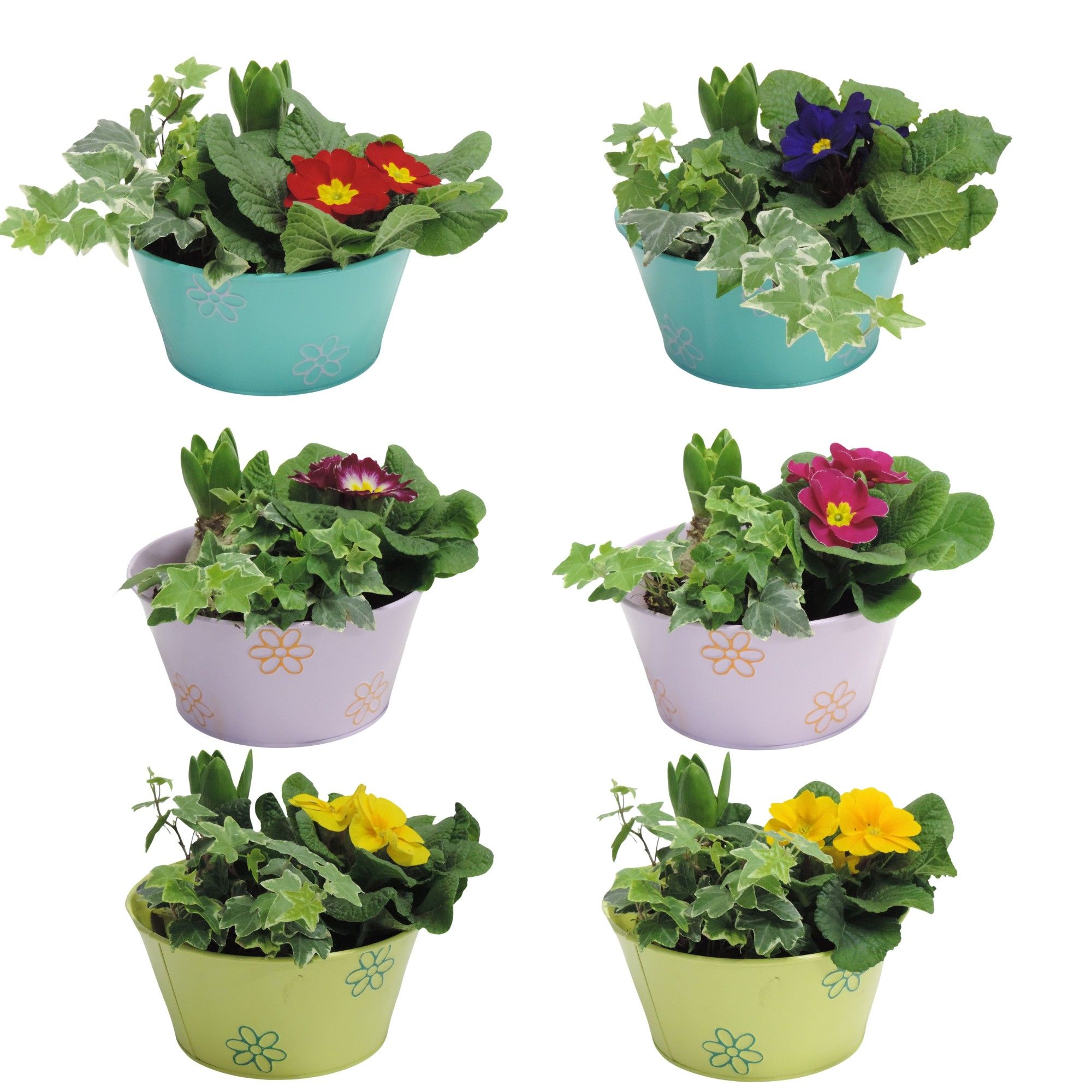 Daisy Early Spring Specials Arrangement Hyacint in Zink 18 cm, D 18