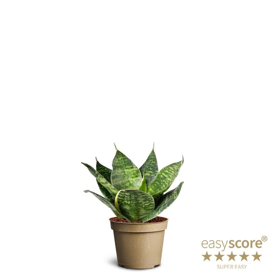 SANSEVIERIA TRIFASCIATA 'HAHNII GREEN' 10633200, D 6