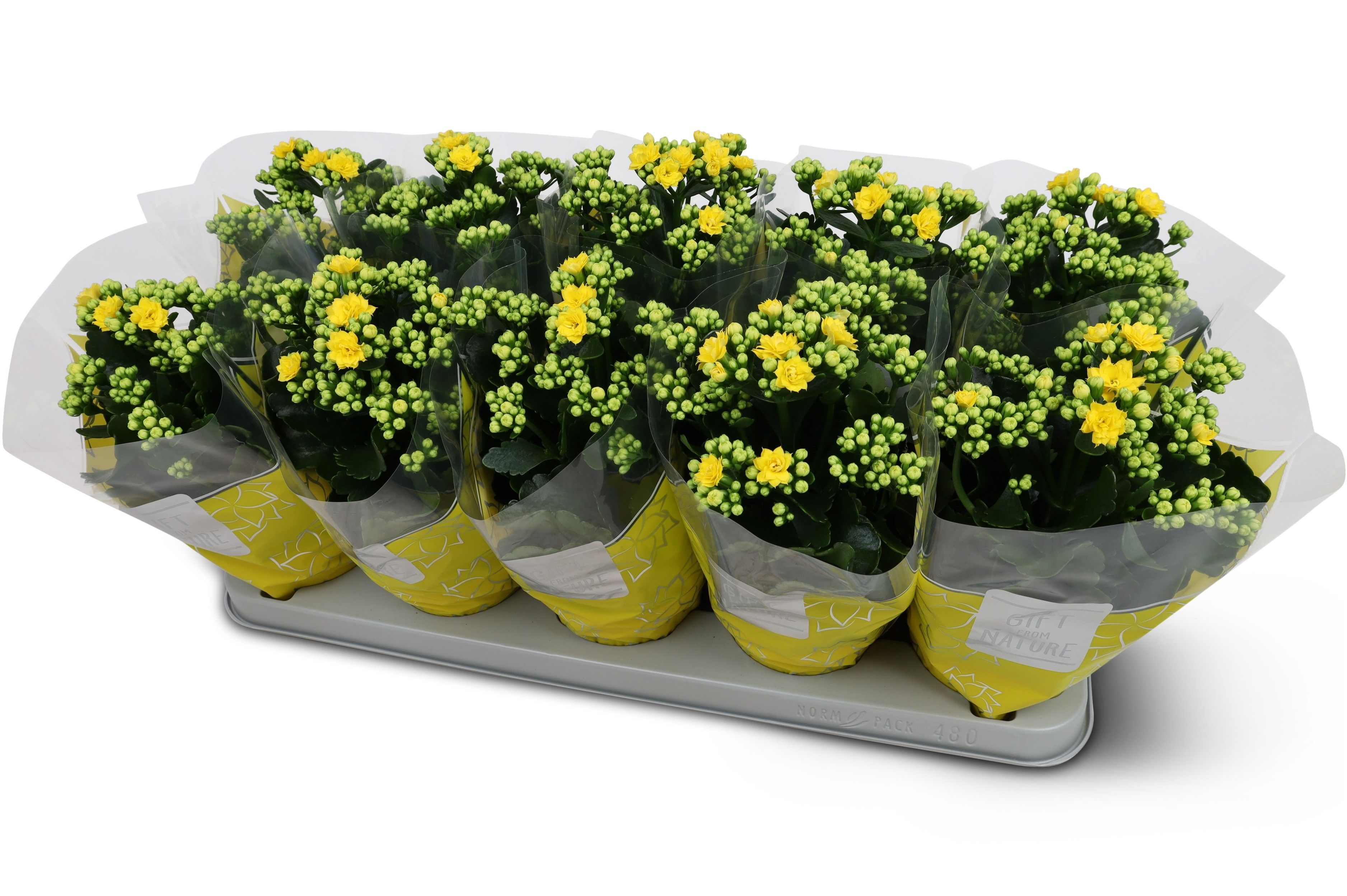 Kalanchoë Perfecta Yellow GFN hoes, D 12