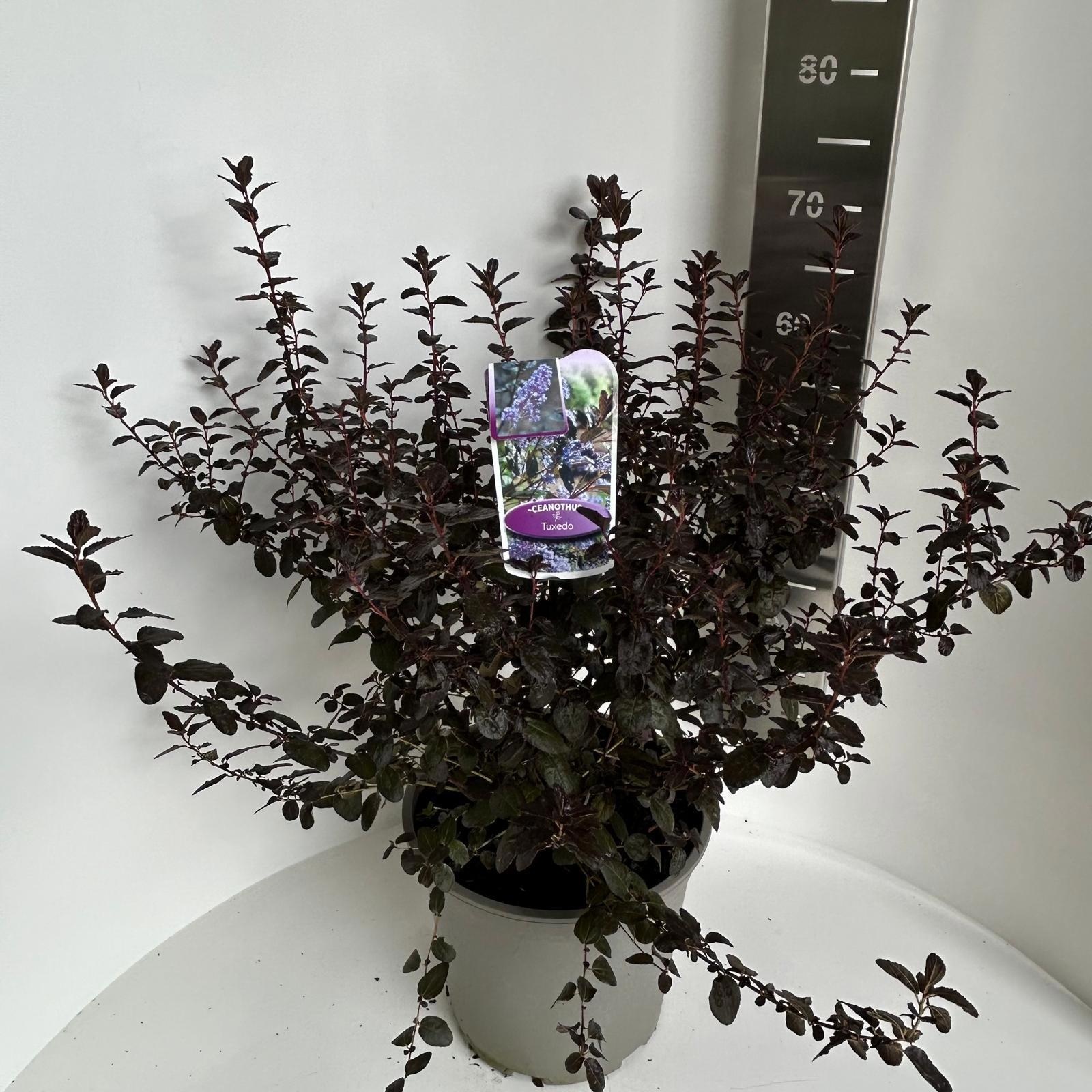 Ceanothus 'Tuxedo' PBR, D 23 cm