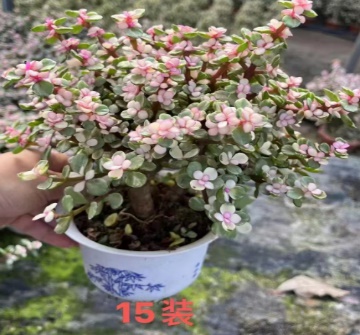 суккулент 15 сетс оф вайт базин элегант мусик данс 六角盆 25