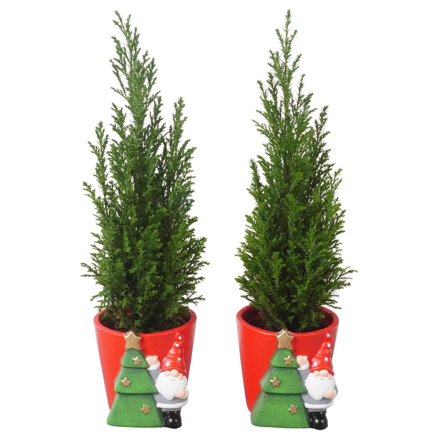 PTK26783 Ellwoodii in keramiek pot, D 11