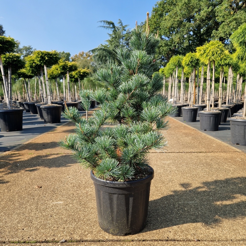 Pinus parviflora 'Negishi', D 26 cm