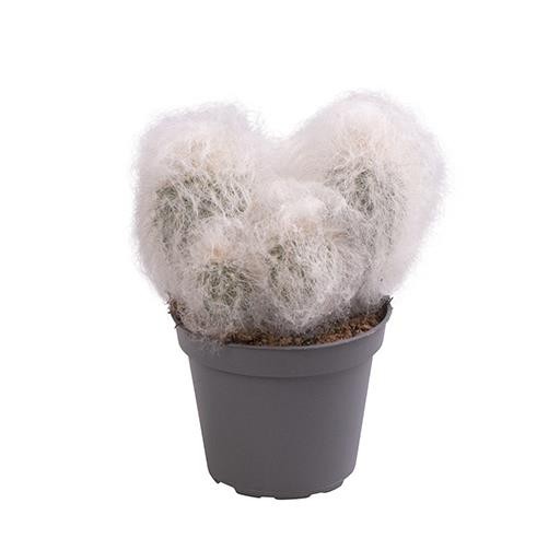 ESPOSTOA MELANOSTELE 6856, D 6 cm