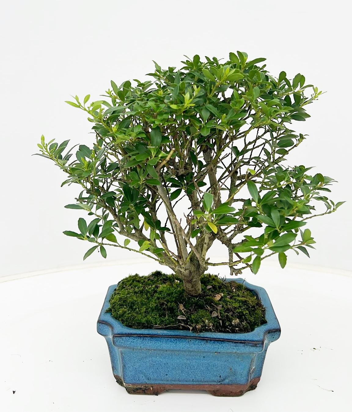 ilex crenata, 15 cm broom without drip tray, D 16