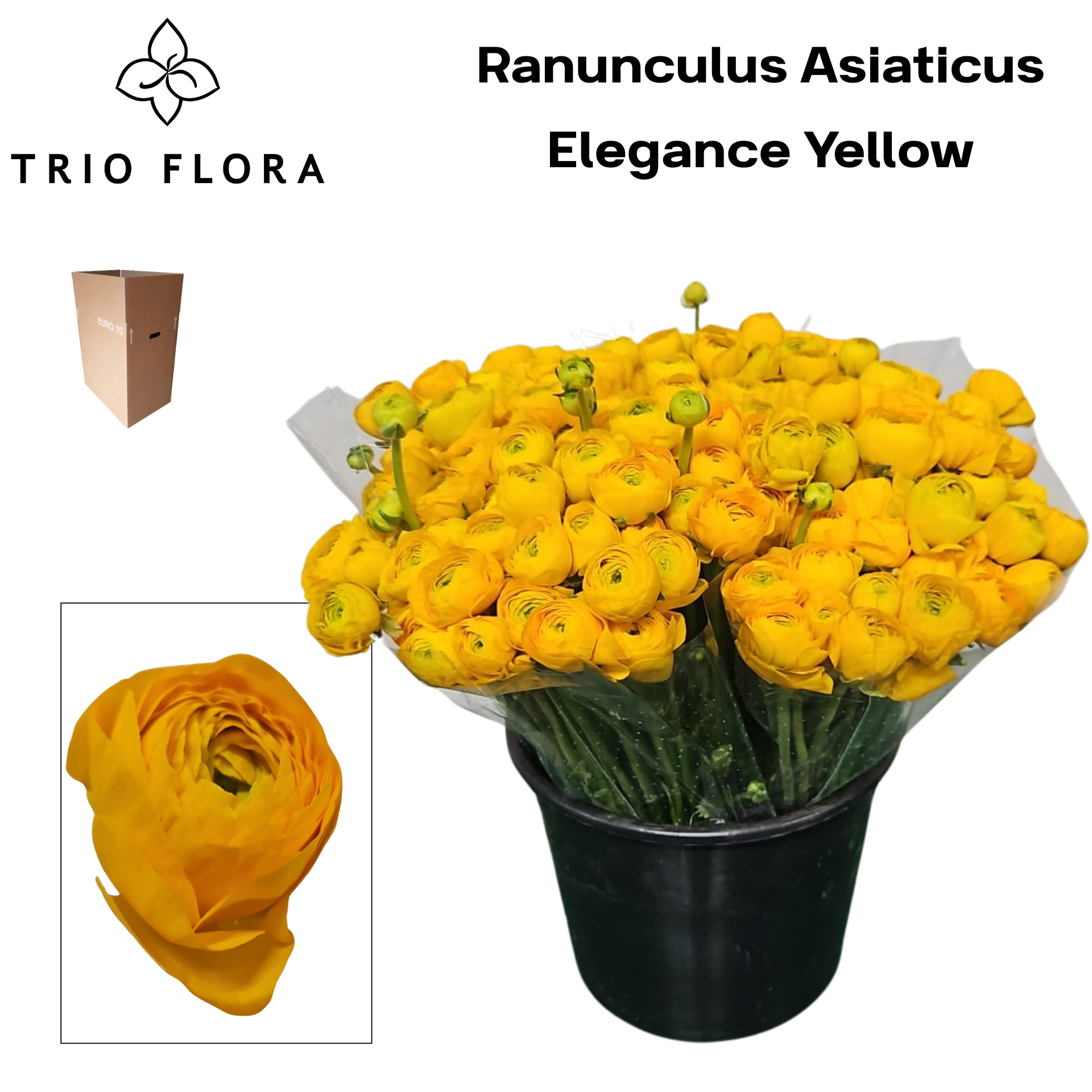 Ранункулус Элеганс Еллоу 40, шт.