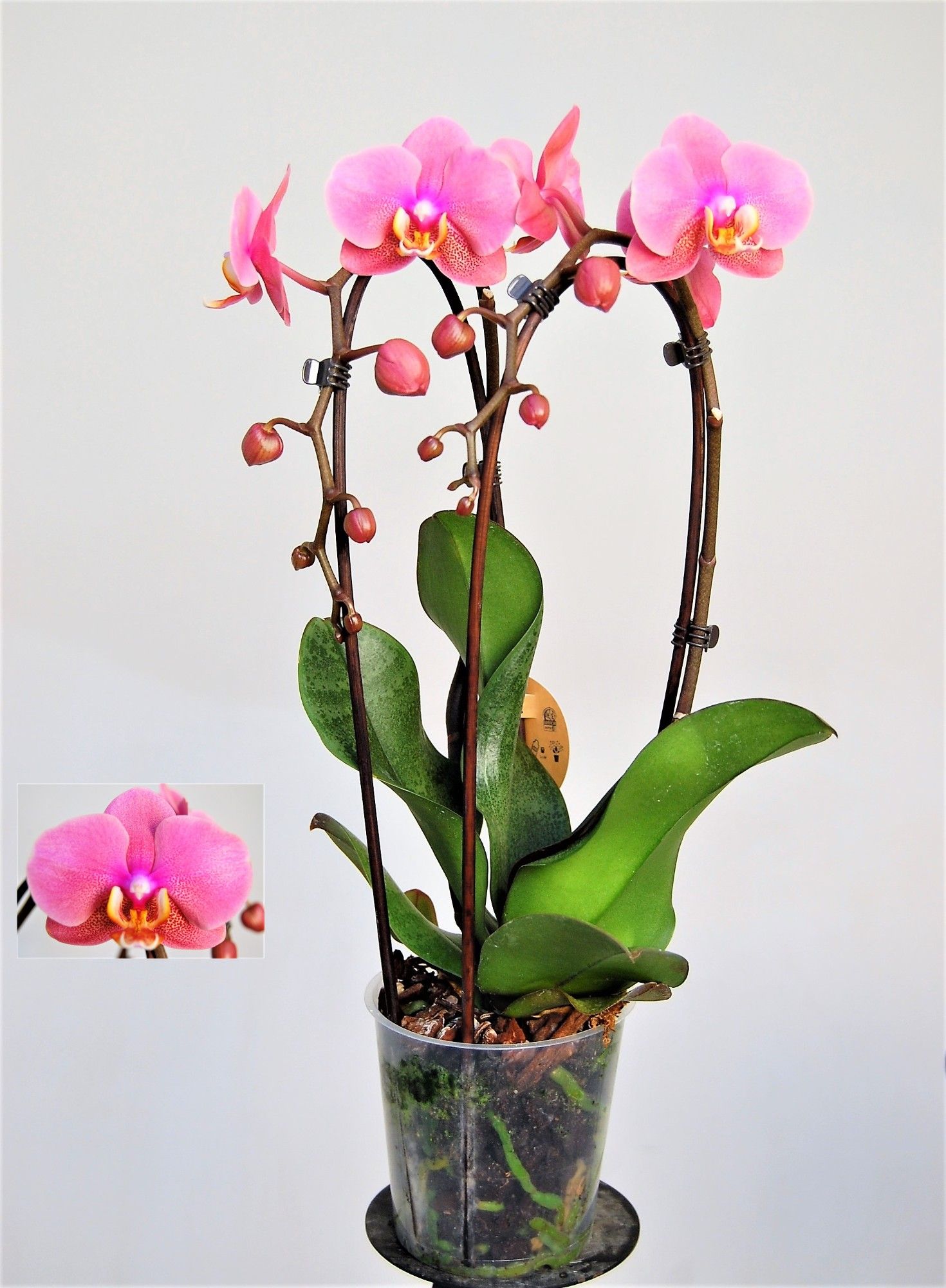 Hanni 2 Tak Cascade, D 12