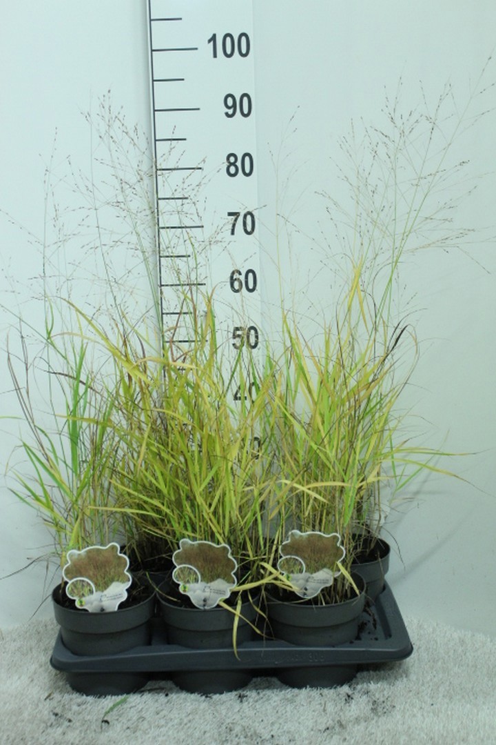 Miscanthus sinensis 'Herman Mussel' P17, D 17