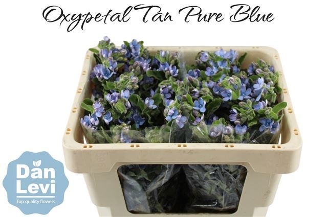 Оксипеталум Таниока Пьюр Блю 45 (голуб.), шт.