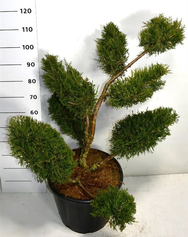 Juniperus chin. 'Kuriwao Gold', D 40 cm